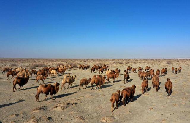手機信號增強器|新疆牧民靠衛星定位,在家實現智能放牧
